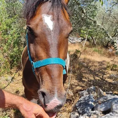 Hvar Mediterranean Ranch House *