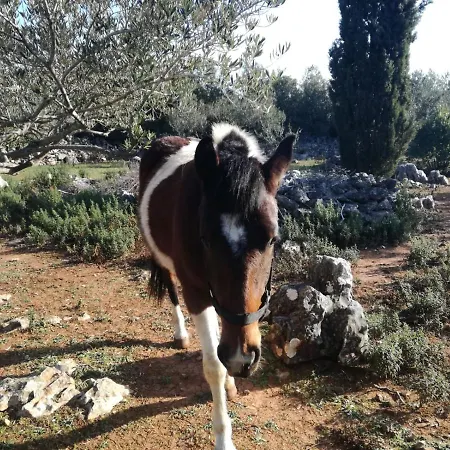 Hvar Mediterranean Ranch House